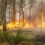 Australia wildfire