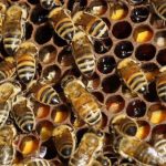File photo of bees on their hive in Paris
