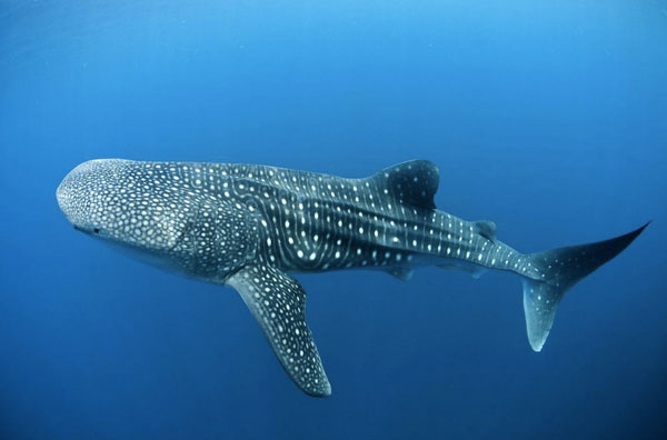Living whale shark