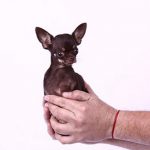 The smallest dog Miracle Milly