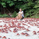Migrating red crabs in Christmas Island, Australia