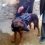 Afgan Talibans, NATO military dog