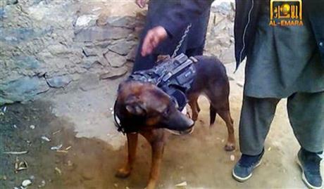 Afgan Talibans, NATO military dog