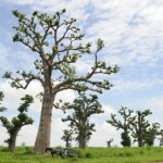 To match feature AFRICA-BAOBAB/