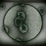 cancer rates