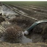Tumbleweed is seen at an irrigation channel on a farm near Cantua Creek