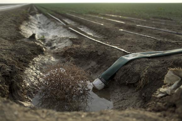 Tumbleweed is seen at an irrigation channel on a farm near Cantua Creek
