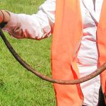 Giant Gippsland earthworms