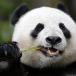 File photo of Giant Panda mother Bai Yun snacking on bamboo at the San Diego Zoo