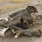 elephant carcasses in Hwange National Park