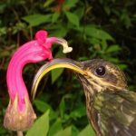 The Buff-tailed Sicklebill, a Hermit hummingbird, is seen with one of the flowers to which they are specialized