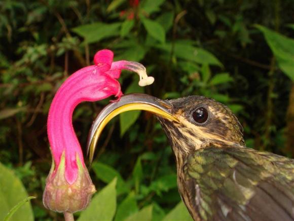 The Buff-tailed Sicklebill, a Hermit hummingbird, is seen with one of the flowers to which they are specialized