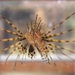 A lionfish swims in a fish tank at a pet shop in Caracas