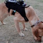 Canine 2.0, Dogs in high-tech gear