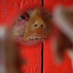 Djalma Antonio Jardim who has a rare inherited skin disease