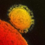 MERS virus