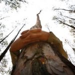 A Nepalese student hugs a tree during a mass tree hugging on the World Environment Day
