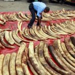 A policeman arranges seized elephant tusks to be inspected at Makupa police station in Mombasa