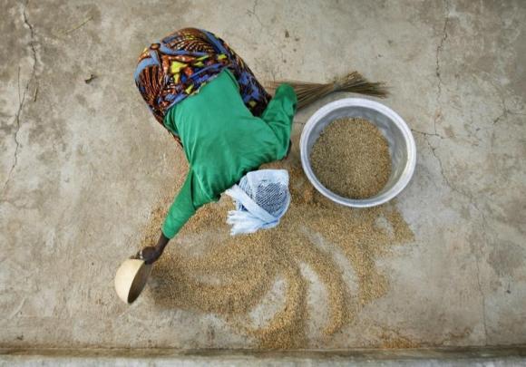 A woman from the Daborin Single Mothers Association gathers rice at a small processing plant in the northern Ghanaian town of Bolgatanga