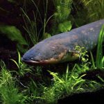 An electric eel is pictured in this undated handout photo