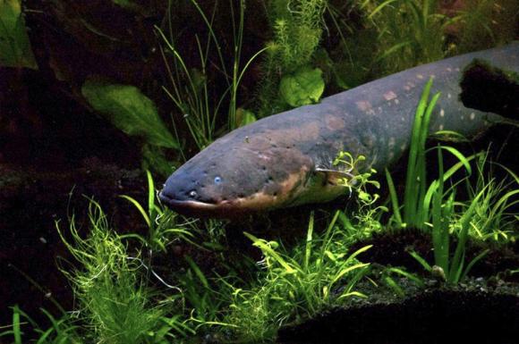 An electric eel is pictured in this undated handout photo