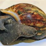 African snails