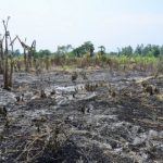 Deforestation In Africa