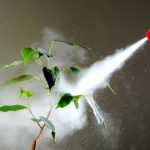 The Future of Natural Insecticide