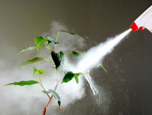 The Future of Natural Insecticide