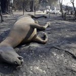 a dead horse that was trapped by raging fires
