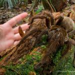 Largest Spider In The World