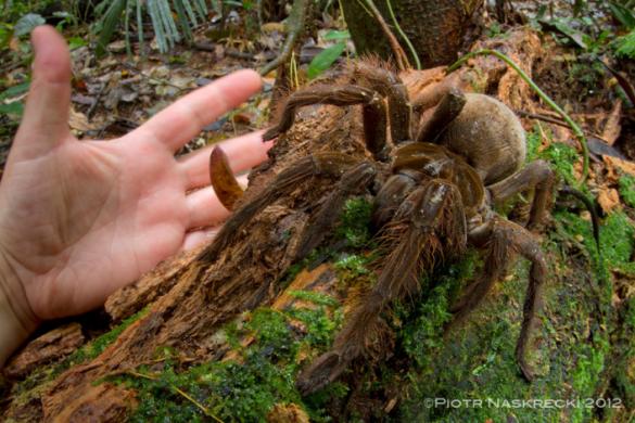 Largest Spider In The World
