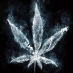 marijuana