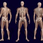 3d-anatomy-of-male-body