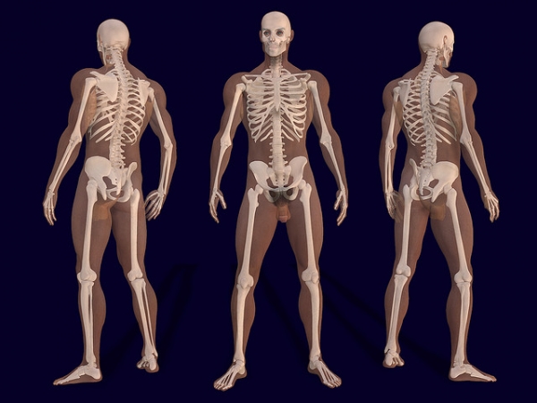 3d-anatomy-of-male-body