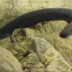 Handout of an electric eel (Electrophorus electricus)