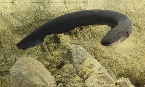Handout of an electric eel (Electrophorus electricus)