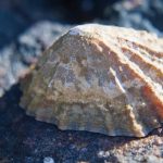 a sea snail