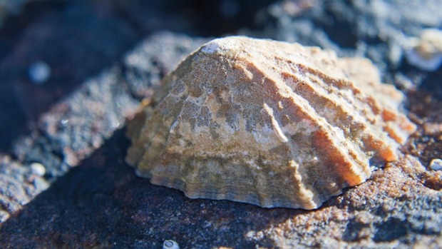 a sea snail