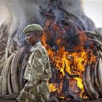 A ranger from the Kenya Wildlife Service