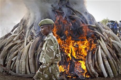 A ranger from the Kenya Wildlife Service