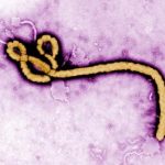 Ebola