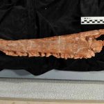 big salamander - asiaone.com