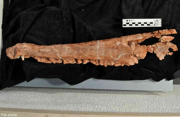 big salamander - asiaone.com