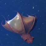 Vampire squid - (c) 2014 MBARI