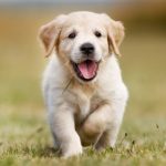 Dog / Getty image