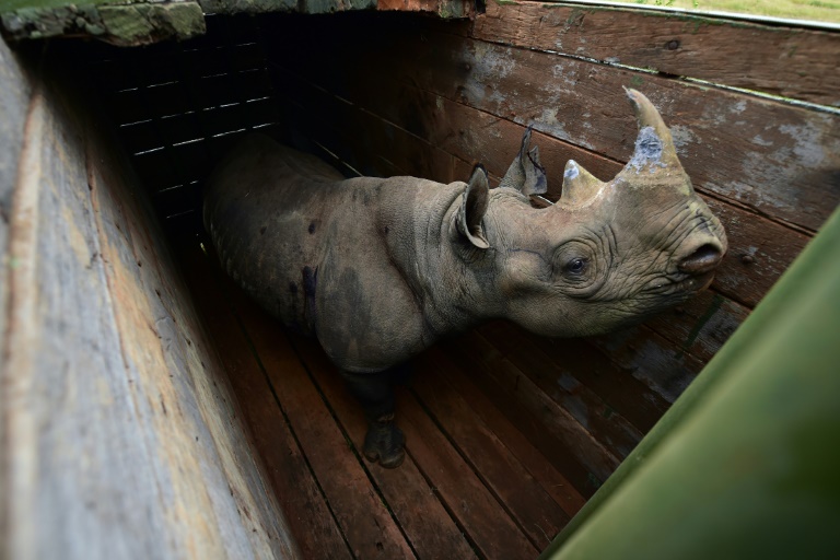 A female black rhino at Nairobi National Park awaits translocation to Tsavo East