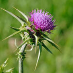 Milk-thistle (Silybum marianum)
