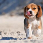 Things you should know when adopting a beagle