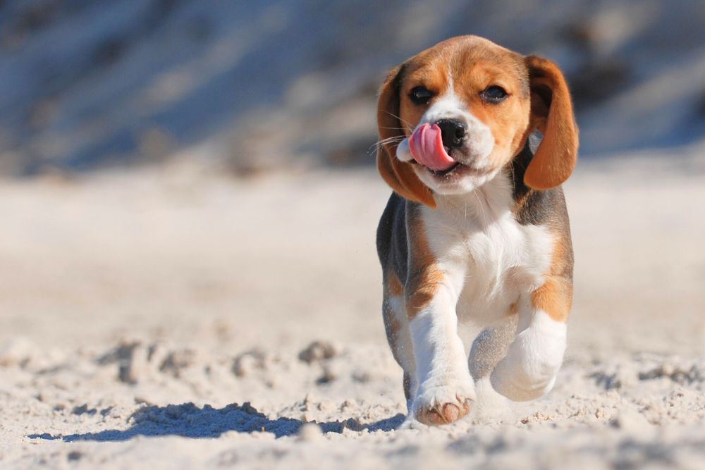 Things you should know when adopting a beagle